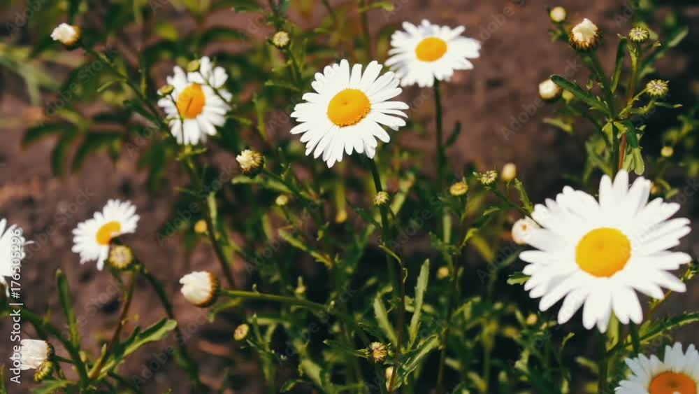 Nature of summer, flower fields, wild flower meadow, botany and biology.Beautiful chamomiles bloom in a garden and sway in the wind. Nature of summer, flower fields, wild flower meadow, botany and biology.Beautiful chamomiles bloom in a garden and sway in the wind.