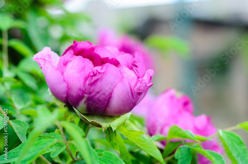 Wallpaper Mural Tree peony blossoming in garden Torontodigital.ca