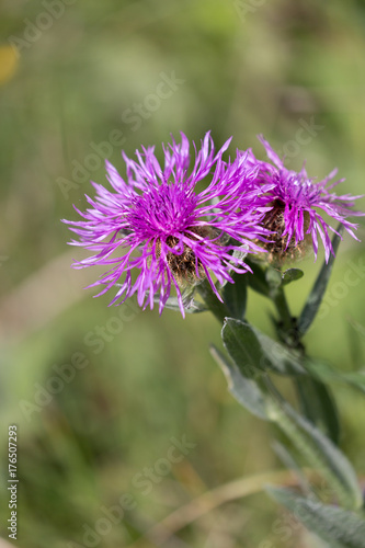 Centauree scabieuse  Centaurea scabiosa 