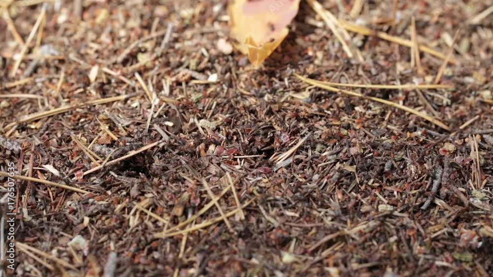 an ant hill in a coniferous forest close up, ants running around an anthill an ant hill in a coniferous forest close up, ants running around an anthill