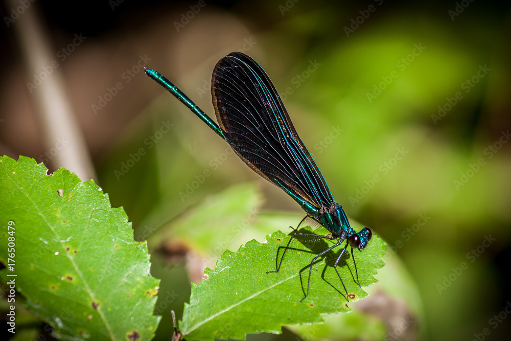 Ebony Jewelwing Damselfly perched on a leaf. Ebony Jewelwing Damselfly perched on a leaf.