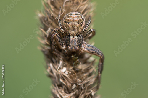 Xysticus cristatus crab spider on grass. Arachnid in the family Thomisidae, eating tiny spider prey, well camouflaged on grass