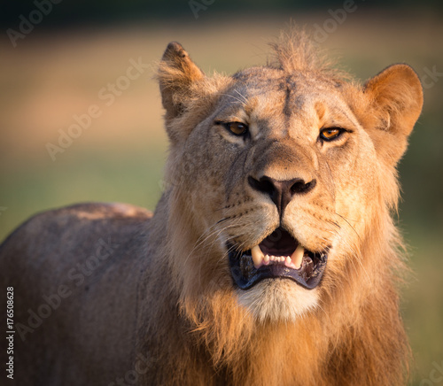 Fototapeta Naklejka Na Ścianę i Meble -  Subadult male lion