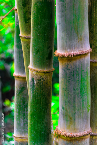 Bamboo tree in Indonesian jungle.
