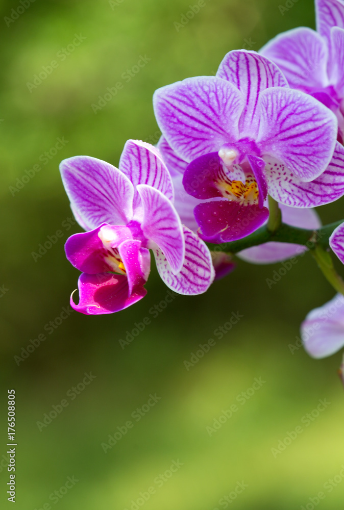 Obraz premium Closeup of a pink orchid with water drops.