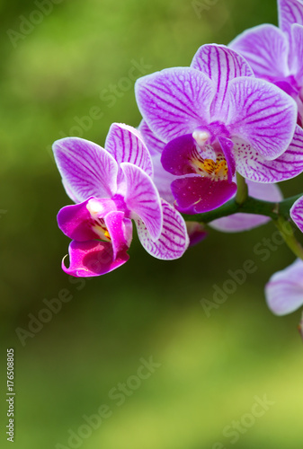 Closeup of a pink orchid with water drops.