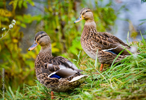 Two ducks in the pond © jura