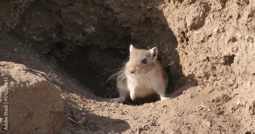 Last mouse show before hibernation.