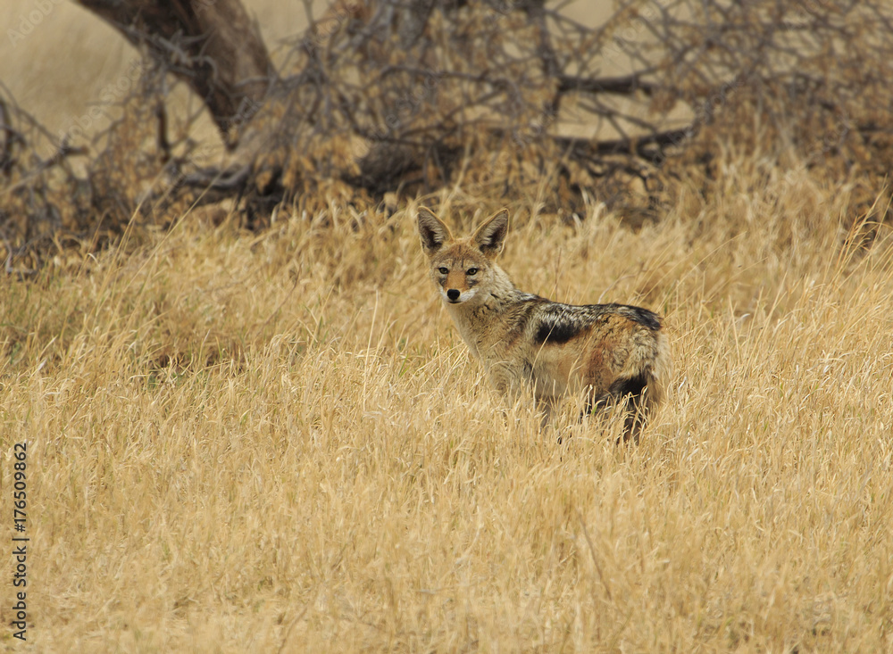 Jackal in the grass Jackal in the grass