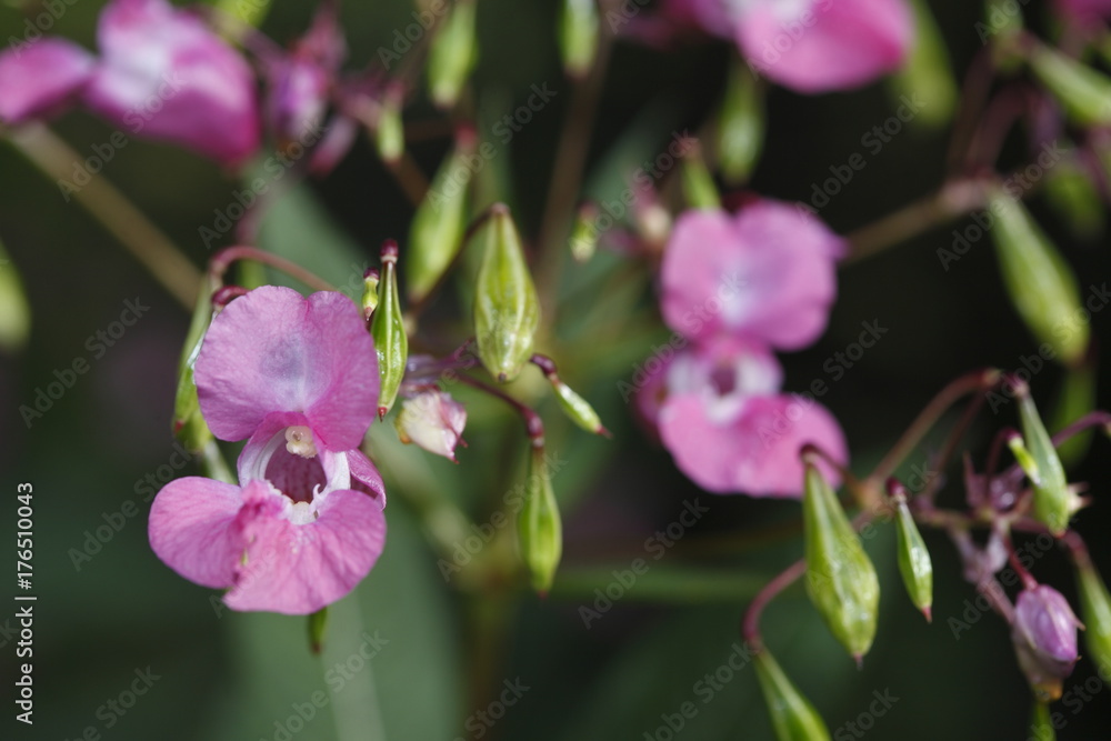 Fototapeta premium Drüsiges Springkraut (Impatiens glandulifera)