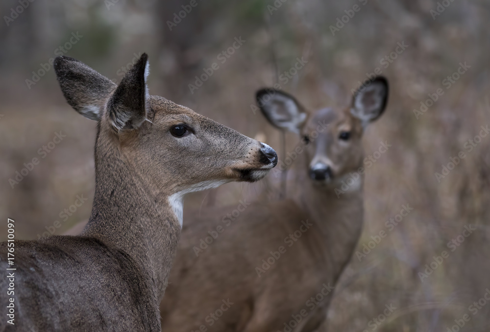 White-tailed deer in the forest in Ottawa, Canada