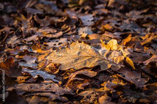 Autumn colorful oak leafs (hortensia quercifolia) in the fall - abstract natural background