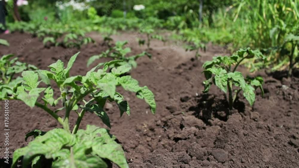 A bush of young flowering tomato grows in the garden A bush of young flowering tomato grows in the garden