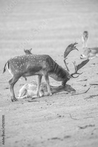 Fallow deer running wild