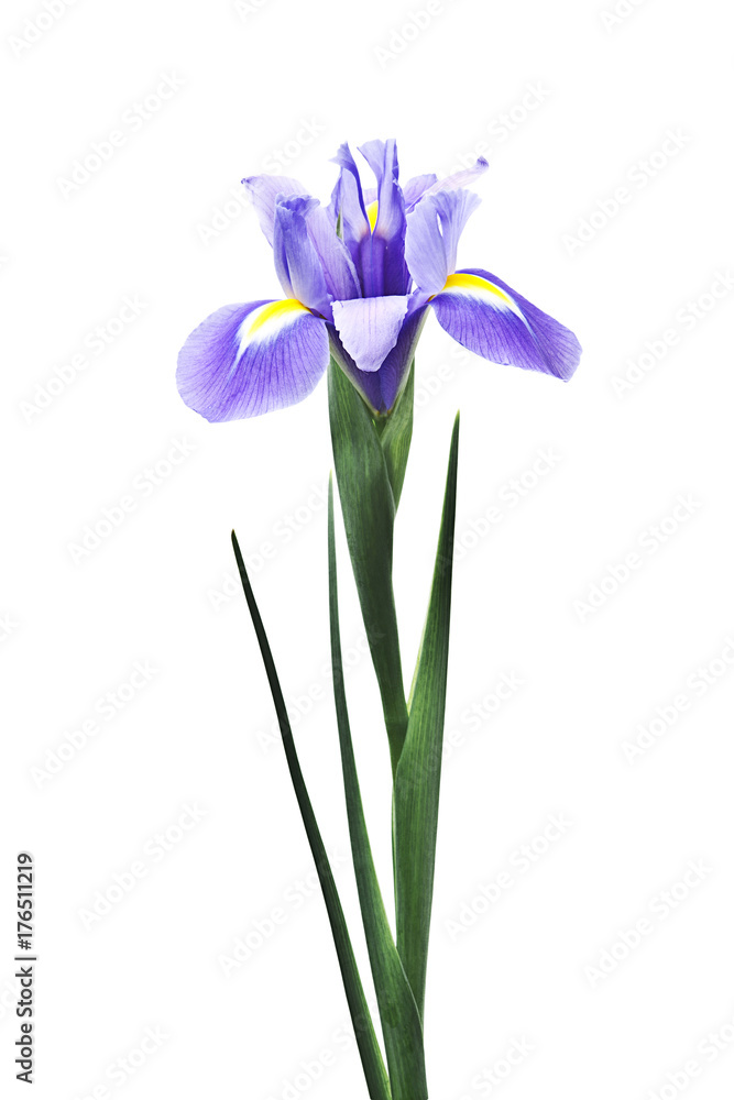 flor iris aislada en fondo blanco Stock Photo | Adobe Stock