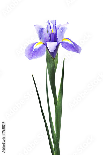 Fototapeta Naklejka Na Ścianę i Meble -  flor iris aislada en fondo blanco