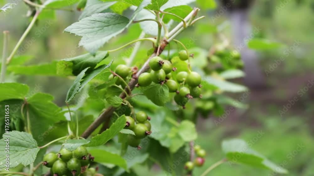 Green barberry grows on branch in the garden Green barberry grows on branch in the garden