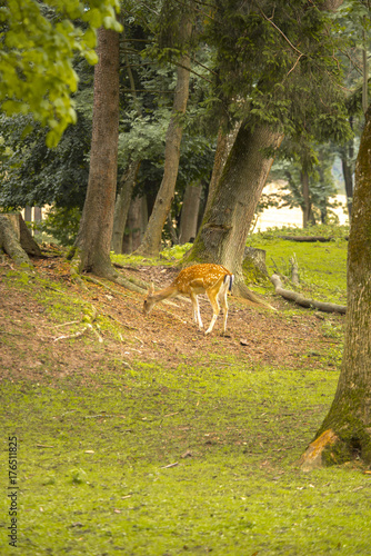 Fototapeta Naklejka Na Ścianę i Meble -  Fallow deer running wild