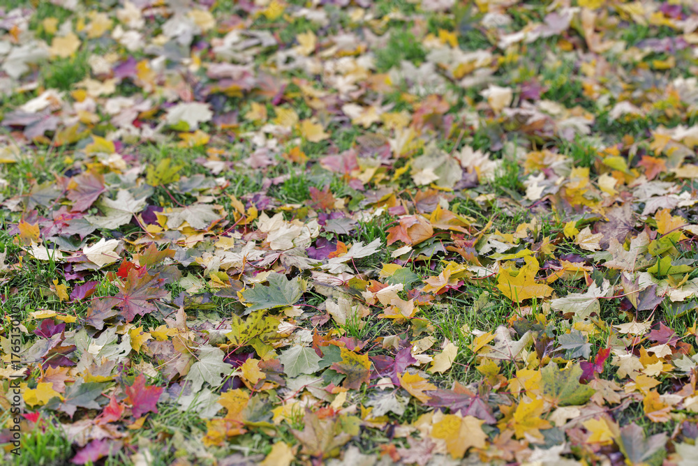 Colorful autumn leaves on the grass in the park