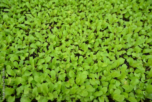 vegetable seedling