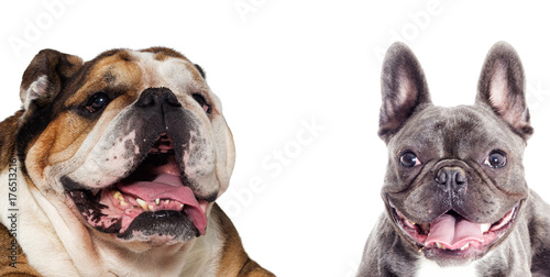 english and french bulldog on white background