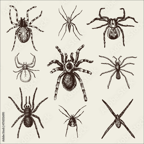 Spider or arachnid species, most dangerous insects in the world, old vintage for halloween or phobia design. hand drawn, engraved may use for tattoo, web and poison black widow, tarantula, birdeater
