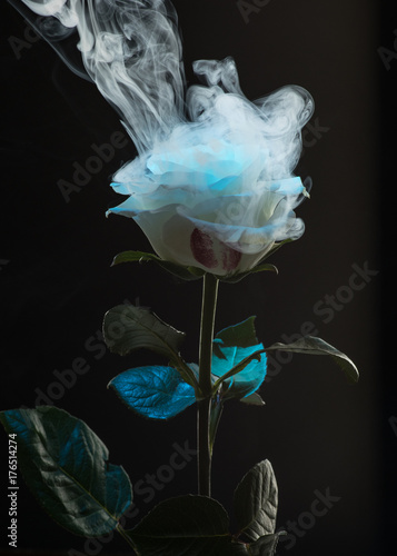 Rose in smoke