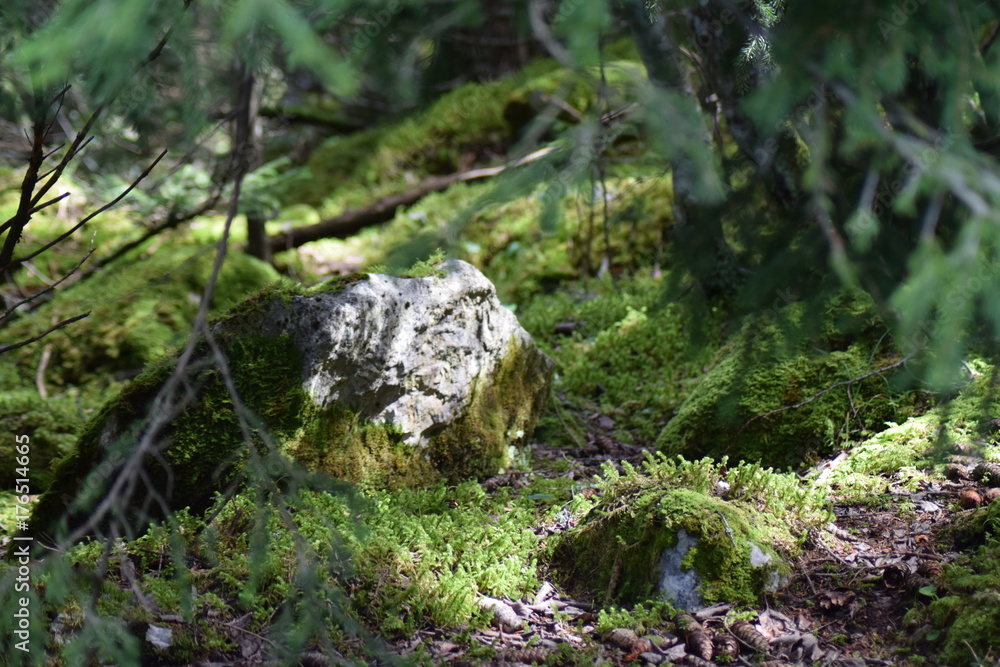 foret foret