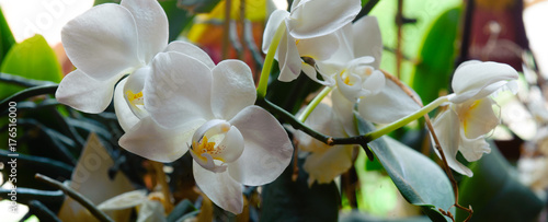 panoramic closeup from a white orchid © fotografiemahieu