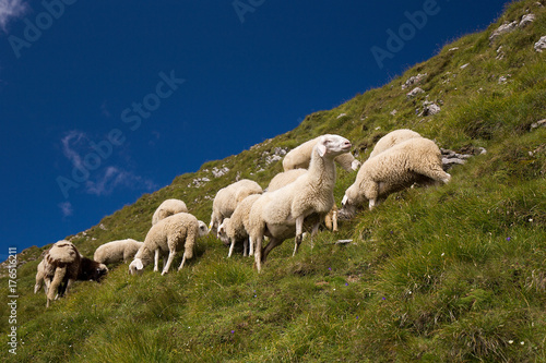 Sheep on green highland meadows - pasture on mountain Mangrt, Slovenia