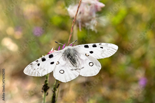 Macrophotographie de papillon - Apollon (Parnassius apollo) photo