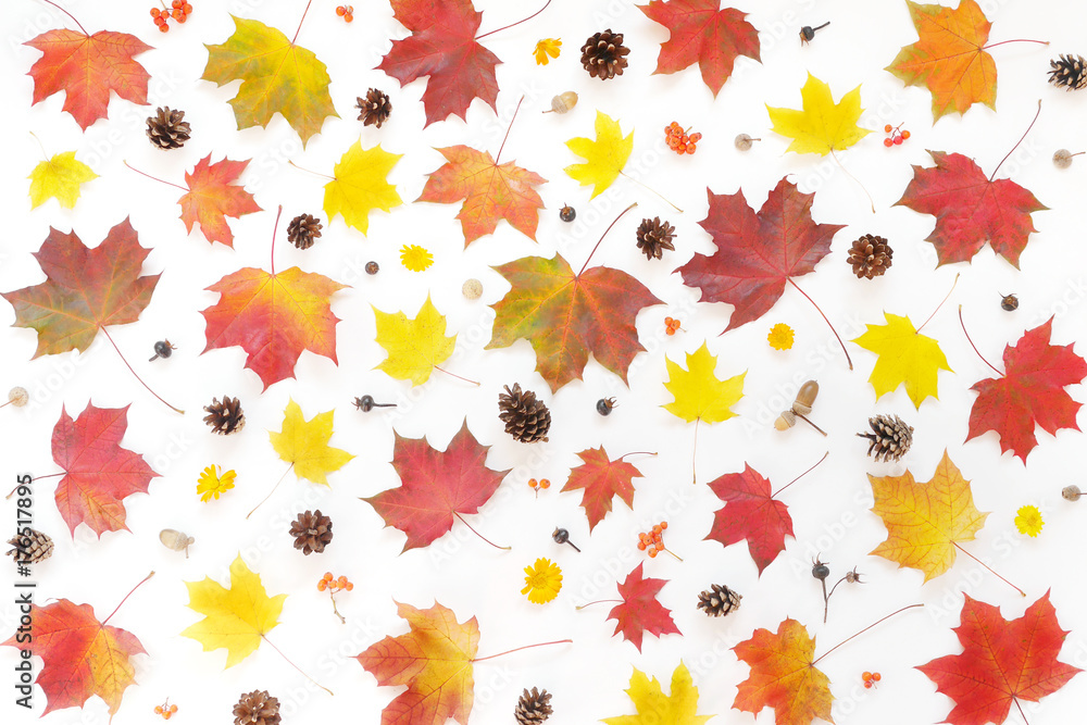 Maple leaves on a white background, flat design. Autumn background. Autumn colorful leaves, top view. Maple leaves on a white background, flat design. Autumn background. Autumn colorful leaves, top view.