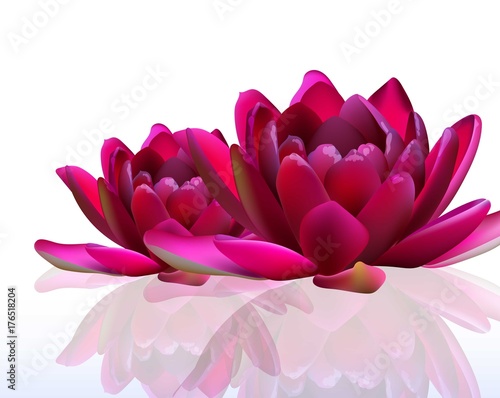 Water lily flowers isolated on white Vector illustrations
