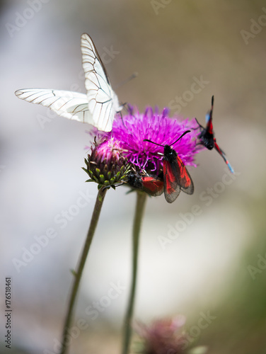 Macrophotographie de papillon - Gaze (Aporia crataegi) © panosud360