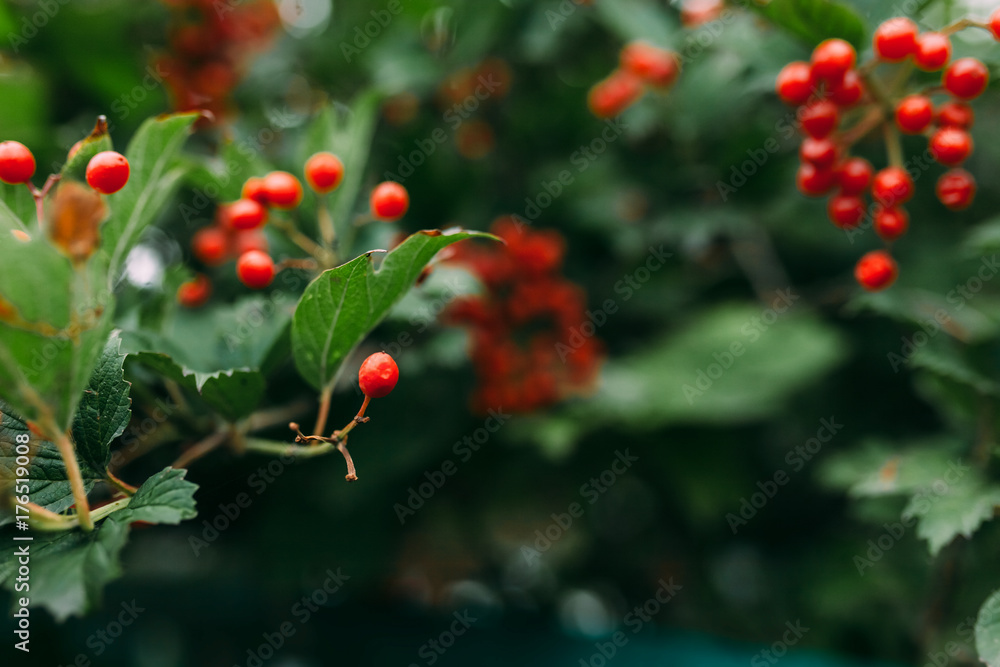 red berries