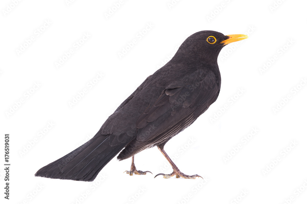 Fototapeta premium blackbird