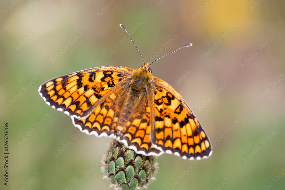 Macrophotographie de papillon - Melitee du plantain (Melitaea cinxia) Macrophotographie de papillon - Melitee du plantain (Melitaea cinxia)