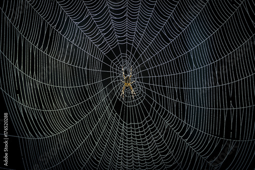 Foto Spider creating it's Web