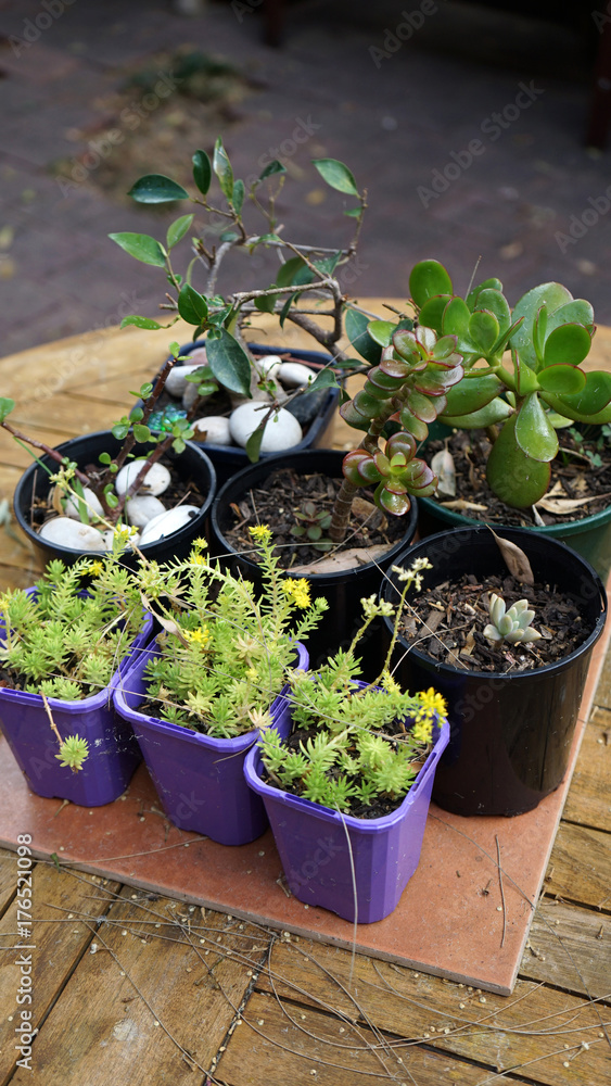 Close-up of plants in small pots on the table outdoors Close-up of plants in small pots on the table outdoors