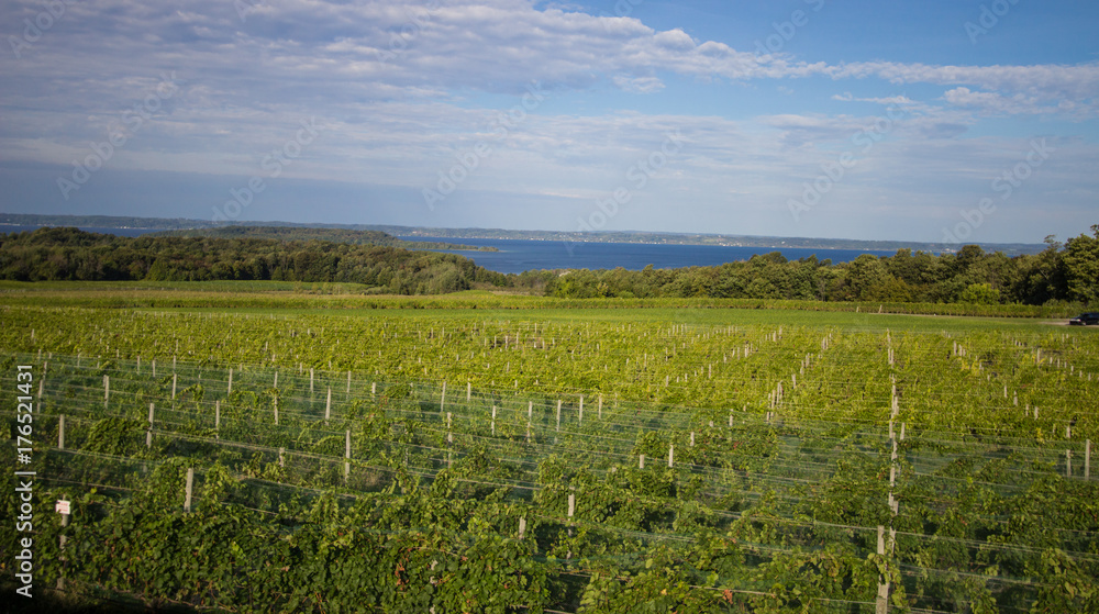 Michigan Vineyards. Vineyards stretch to the blue waters of Lake Michigan on the Mission Point Peninsula on the outskirts of Traverse City, Michigan.