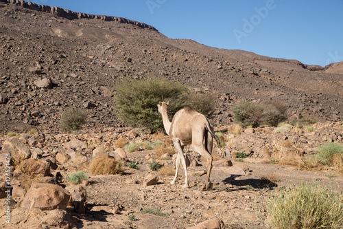Sahara Camel 