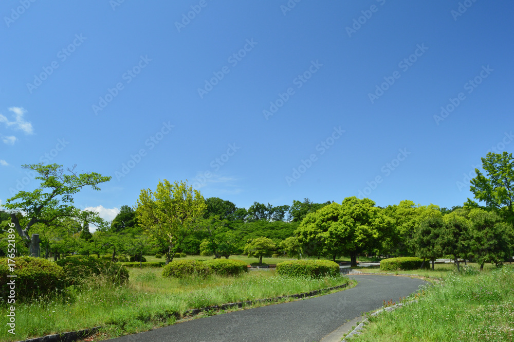 公園の空と森と道