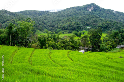 Beautiful rice field surrond with greenery mountains