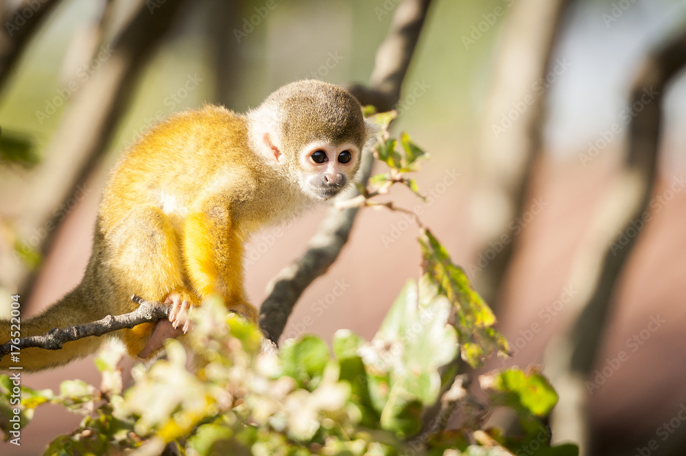 Fototapeta premium Bébé singe saimiri jaune à tête noire