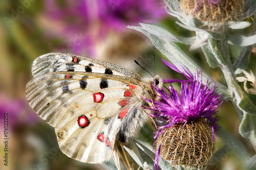 Macrophotographie de papillon - Petit apollon (Parnassius sacerdos) photo
