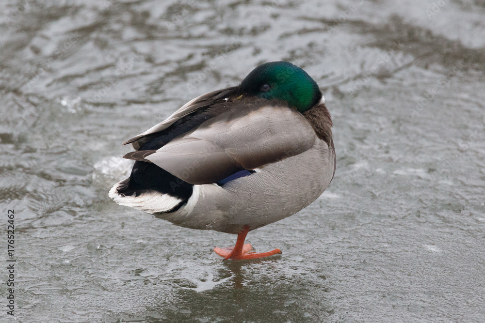 Mallard duck resting using one leg on a frozen ice on a shore. Mallard duck resting using one leg on a frozen ice on a shore.