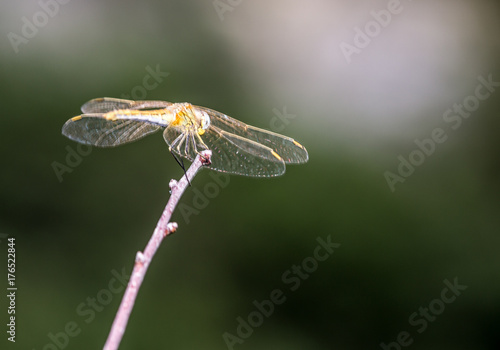 Macrophotographie d une libellule - Sympetrum jaune (Sympetrum flaveolum) photo