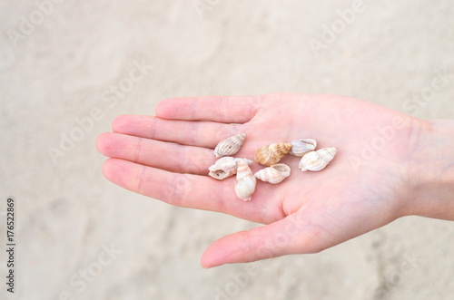 many small shells on the palm. sunlight