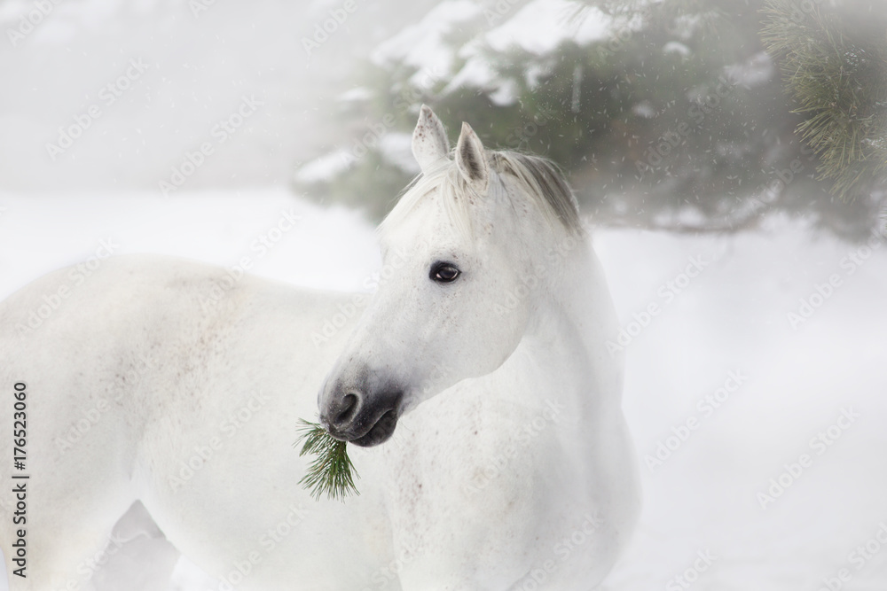Fototapeta premium Portrait of white horse on the pine-trees and snow background