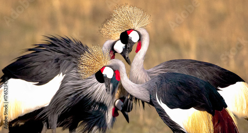 A quartet of beautiful crowned cranes engaged in a mating dance in kenya's masai mara national park